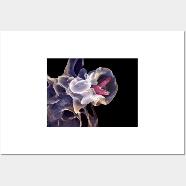 Macrophage engulfing TB bacteria, SEM (C006/6706) Wall Art by SciencePhoto